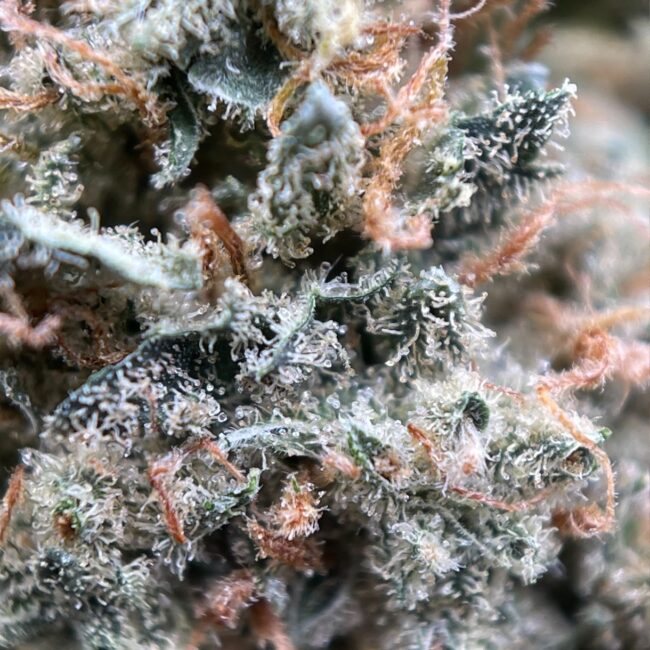 28gr - I-95 (SMALLS) - INDICA 8