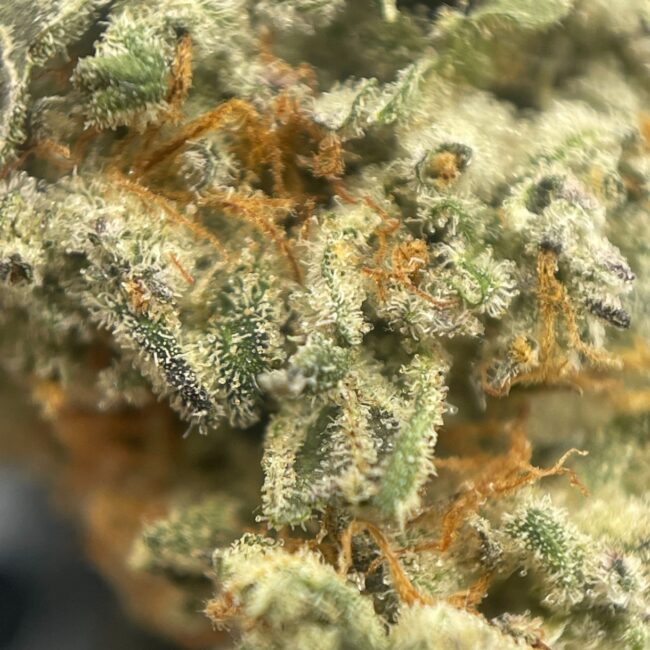 1/2p - ANIMAL SHERBET (SMALLS) (BULK) - INDICA - (AAA) - Image 2