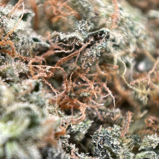 28gr - I-95 - INDICA - (AAA)