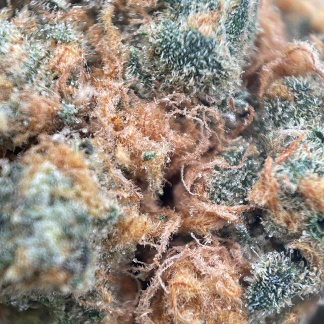 CHOCOLOPE - SATIVA - (AA)