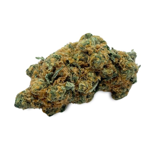 CHOCOLOPE - SATIVA