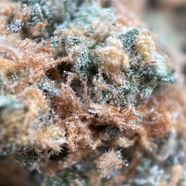 CHOCOLOPE (BULK) - SATIVA