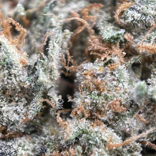 CANDY STORE - BALANCED HYBRID - (AA)