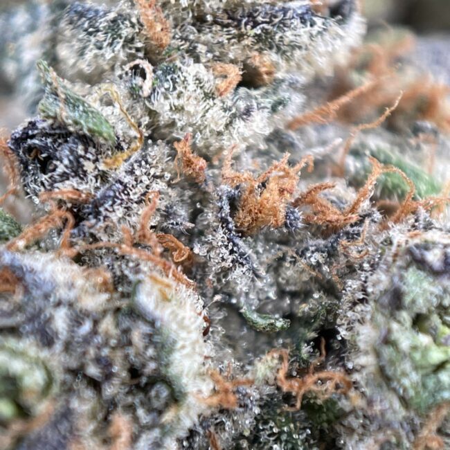CANDY STORE (BULK)