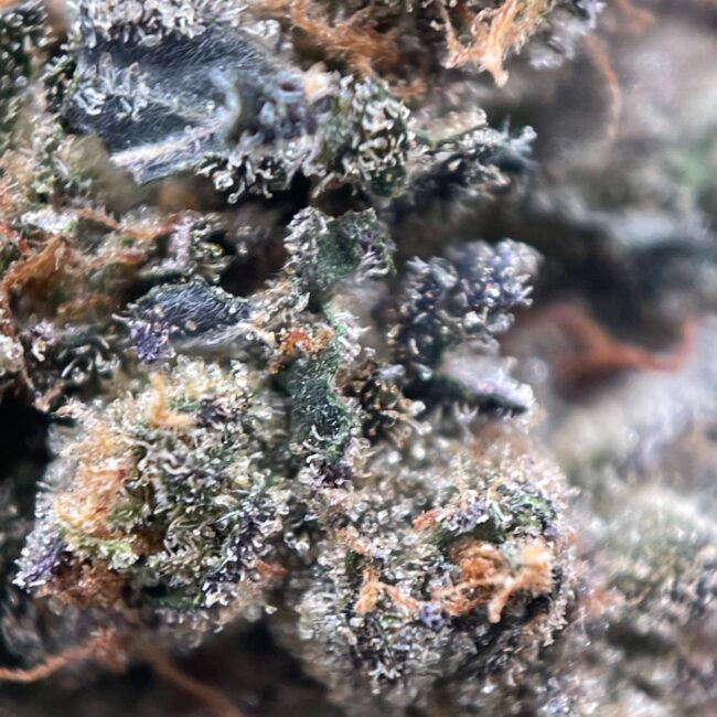 GELATO - BALANCED HYBRID