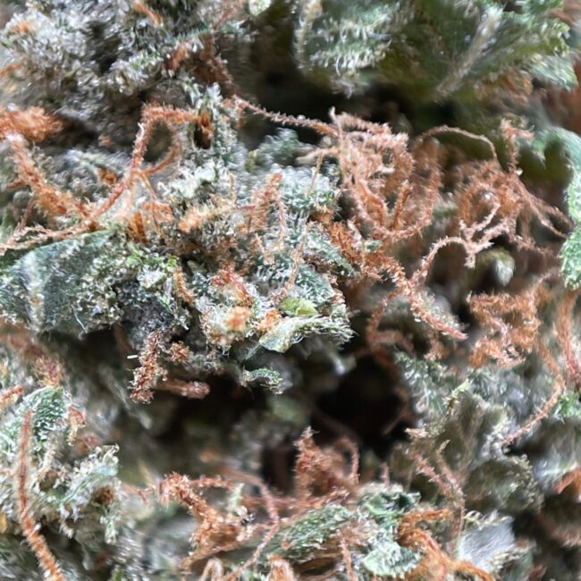 GRAPE GAS - BALANCED HYBRID