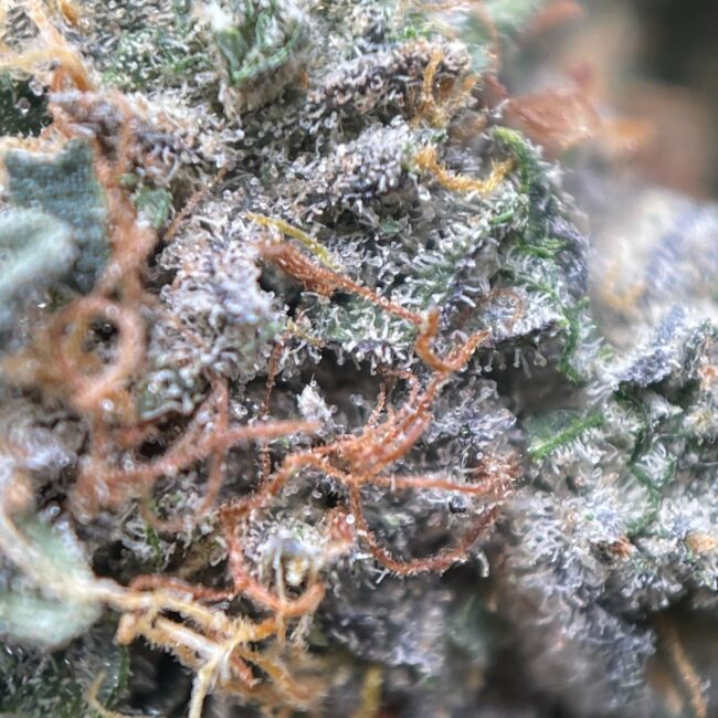 GHOST OG - INDICA