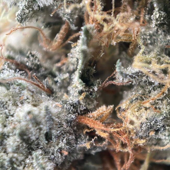 ICE CREAM CAKE INDICA - (AAA)