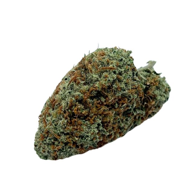 SATIVA