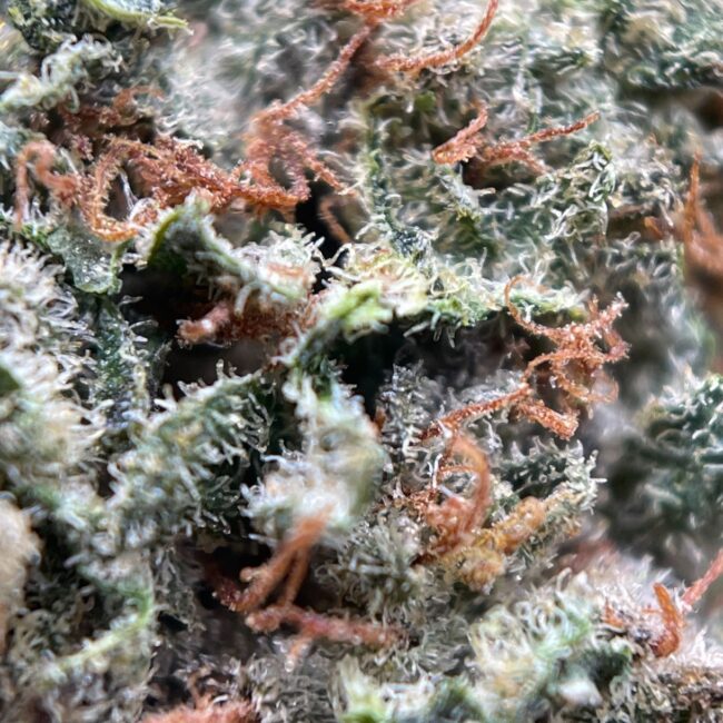 BLACKBERRY KUSH - INDICA