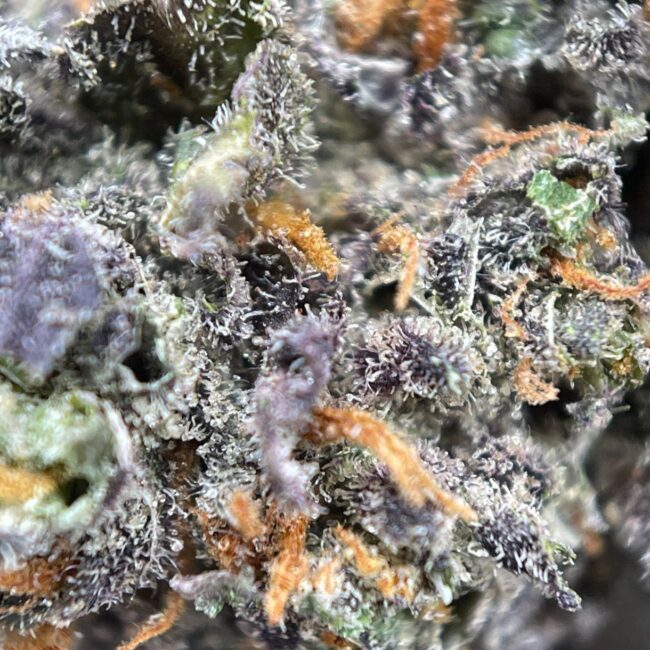HOLLYWOOD OG