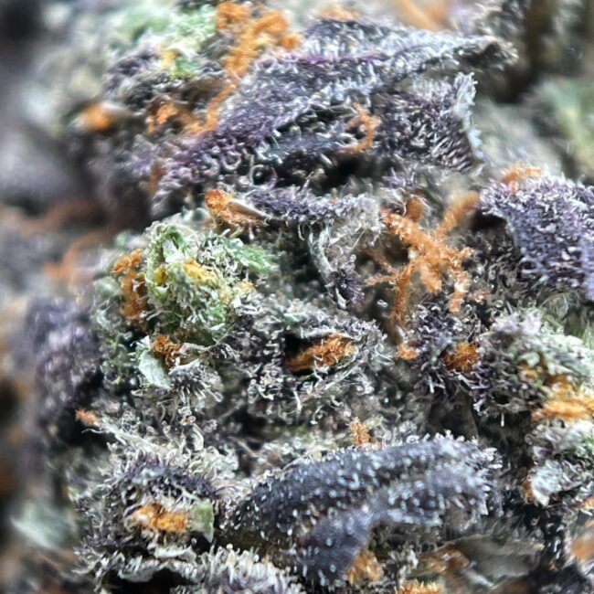 BALANCED HYBRID - (AAA)