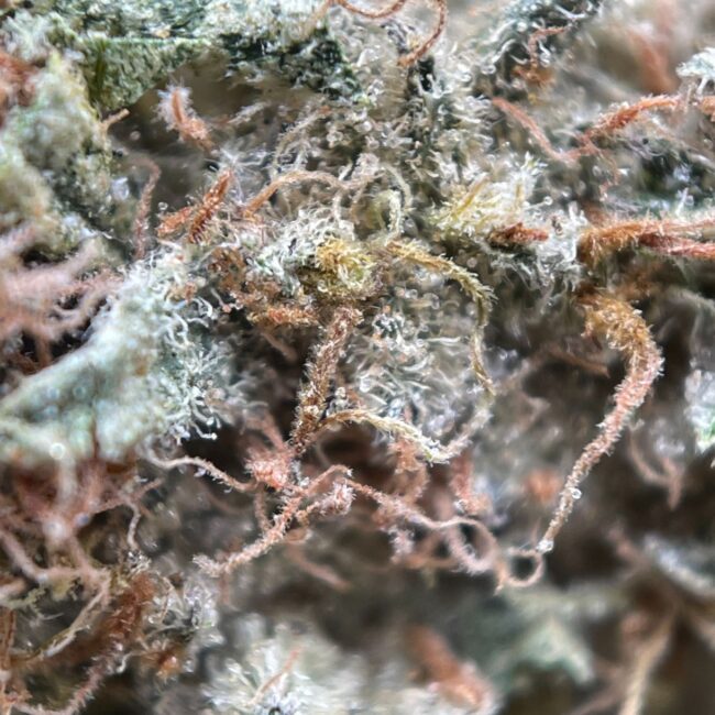 KING KONG - INDICA