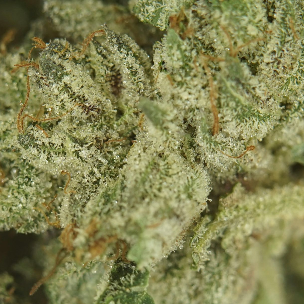 28gr - BLACK PINK DEATH - INDICA - (AAA) - Image 2