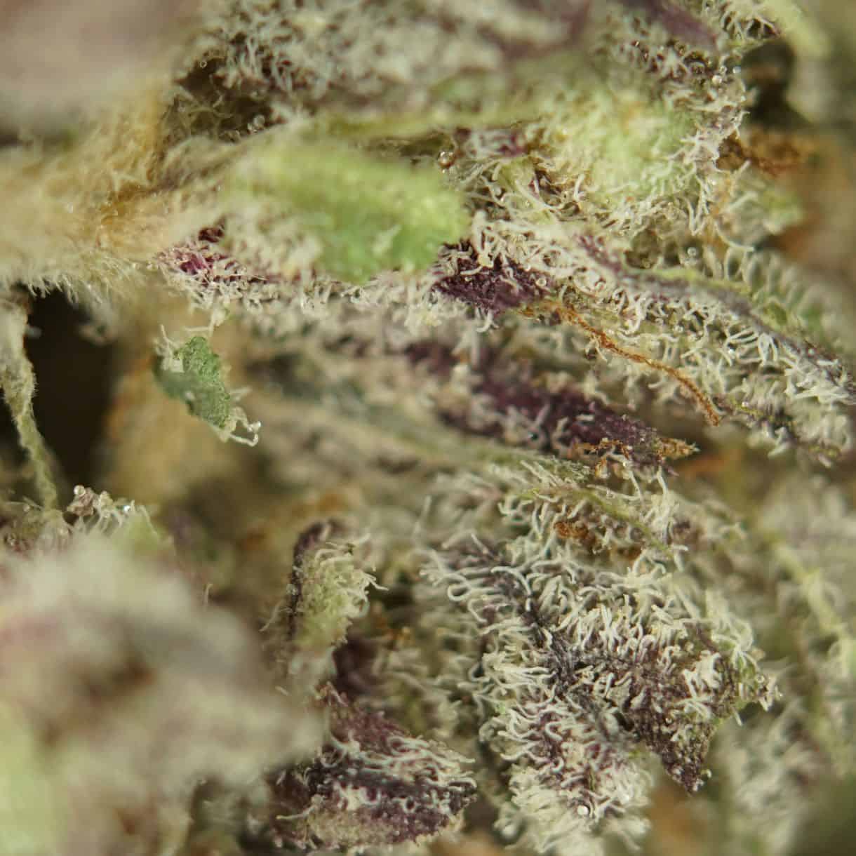 28gr - BLACK CHERRY PUNCH - INDICA - (AAA) - Image 2