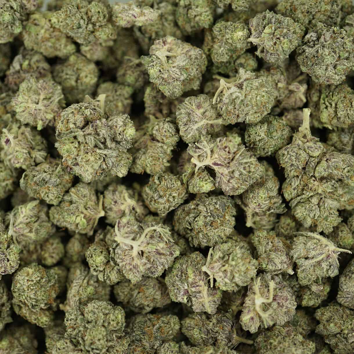 black cherry punch top view of cannabis buds with dense structure, frosty trichomes, and light green coloration