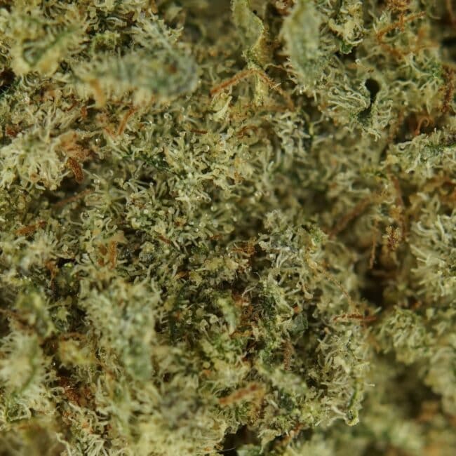 pp black kush lollol