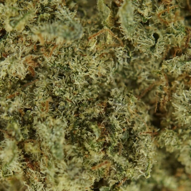 pp black kush lollol