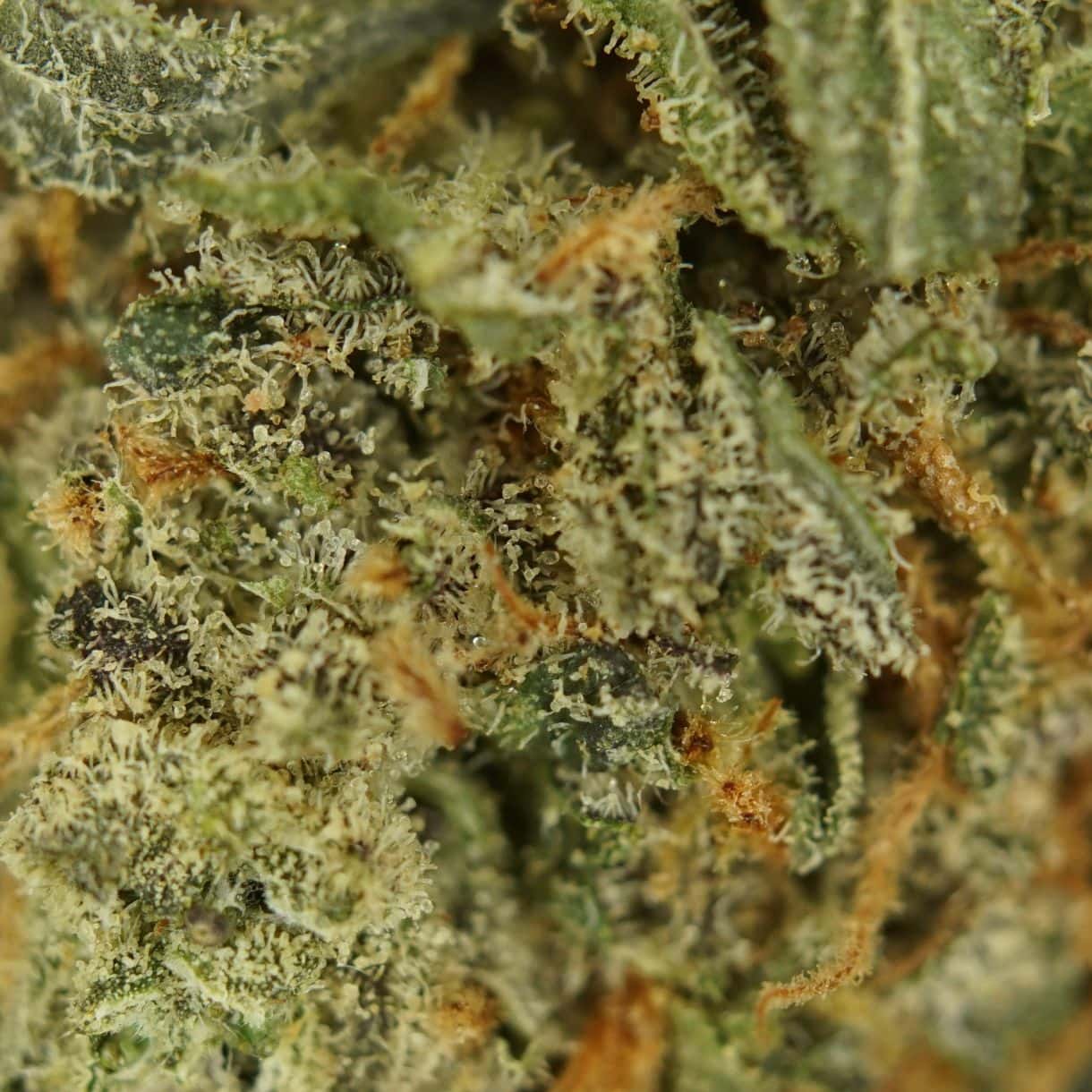 1/2p - BLUE COMA (BULK) - BALANCED HYBRID - (AAA) - Image 2