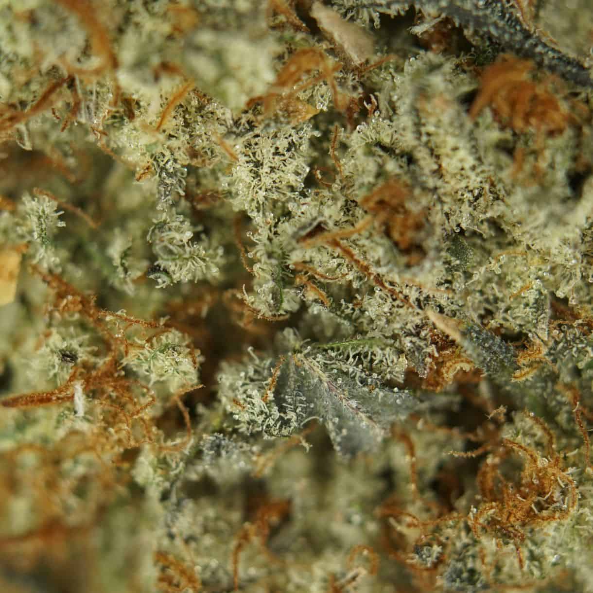 gelato close-up macro of cannabis bud showing dense trichomes, green tones, and orange pistils
