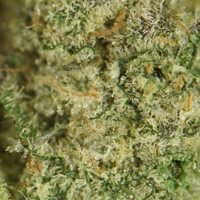 28gr - GREEN CRACK - SATIVA - (AAA) - Image 2
