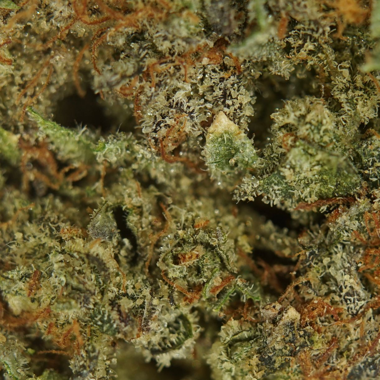 28gr - LEMON PINEAPPLE - SATIVA - (AAA) - Image 2