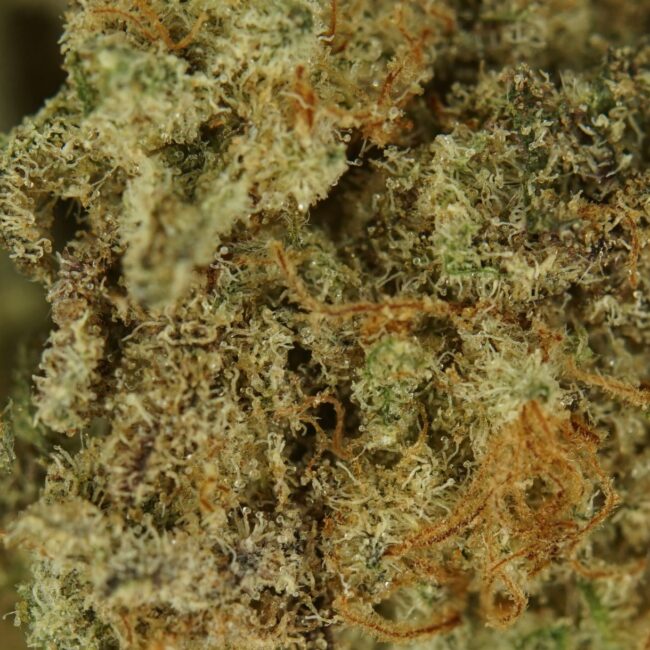 28gr - MAC DONUTS (SMALLS) - BALANCED HYBRID - (AAA) - Image 2