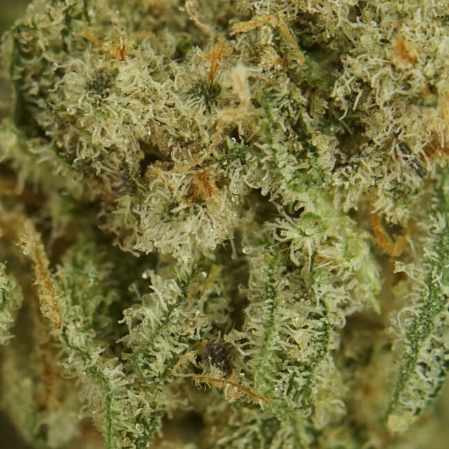 28gr - MAC N' CHEESE (MICROS) - INDICA - (AAA) - Image 2