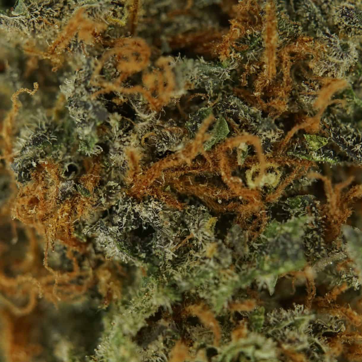 28gr - NUKEN - INDICA - (AAA) - Image 2