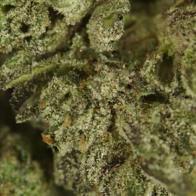 1/2p - PINK STAR (SMALLS) (BULK) - INDICA - (AAA) - Image 2