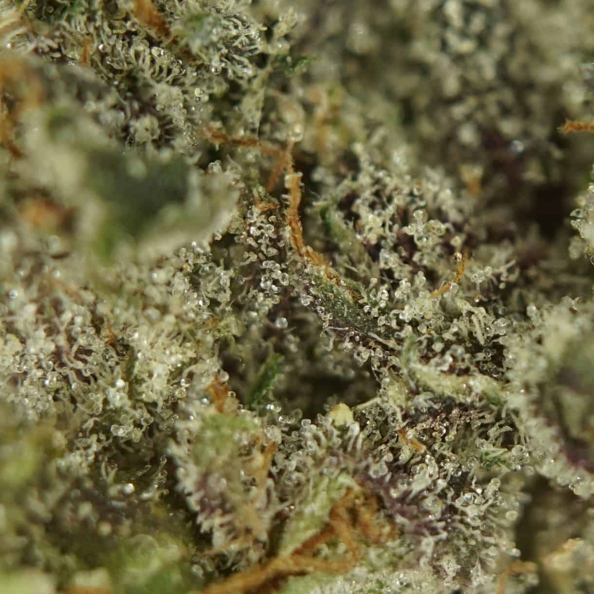 1/2p - RUNTZ (MICROS) (BULK) - BALANCED HYBRID - (AAA) - Image 2