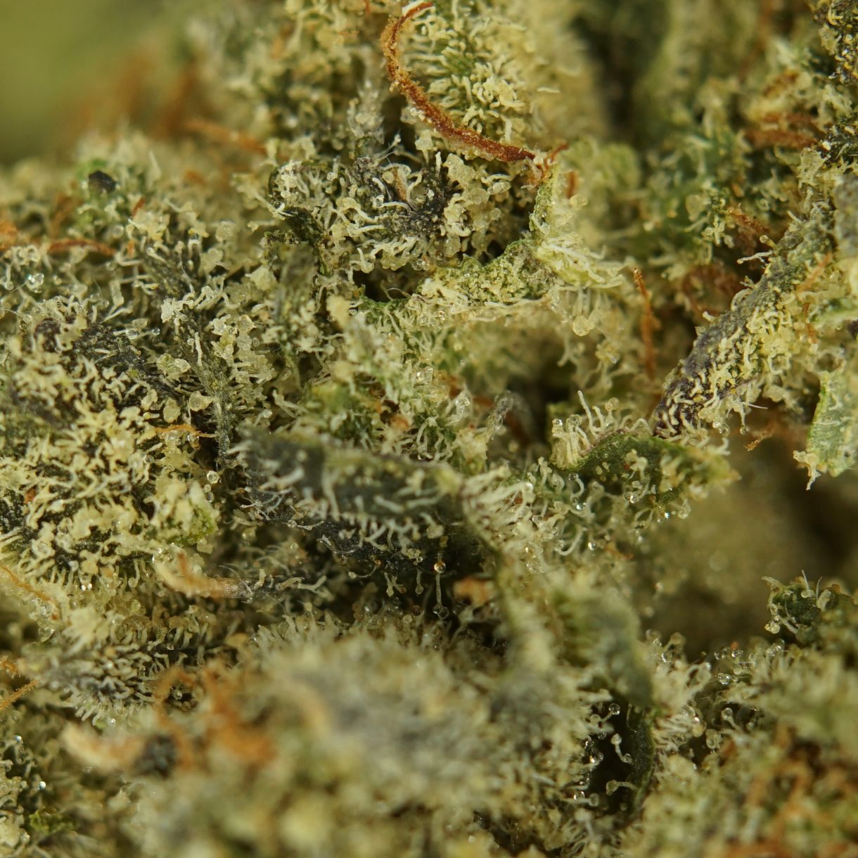 28gr - ULTRA SOUR - SATIVA - (AAA) - Image 2