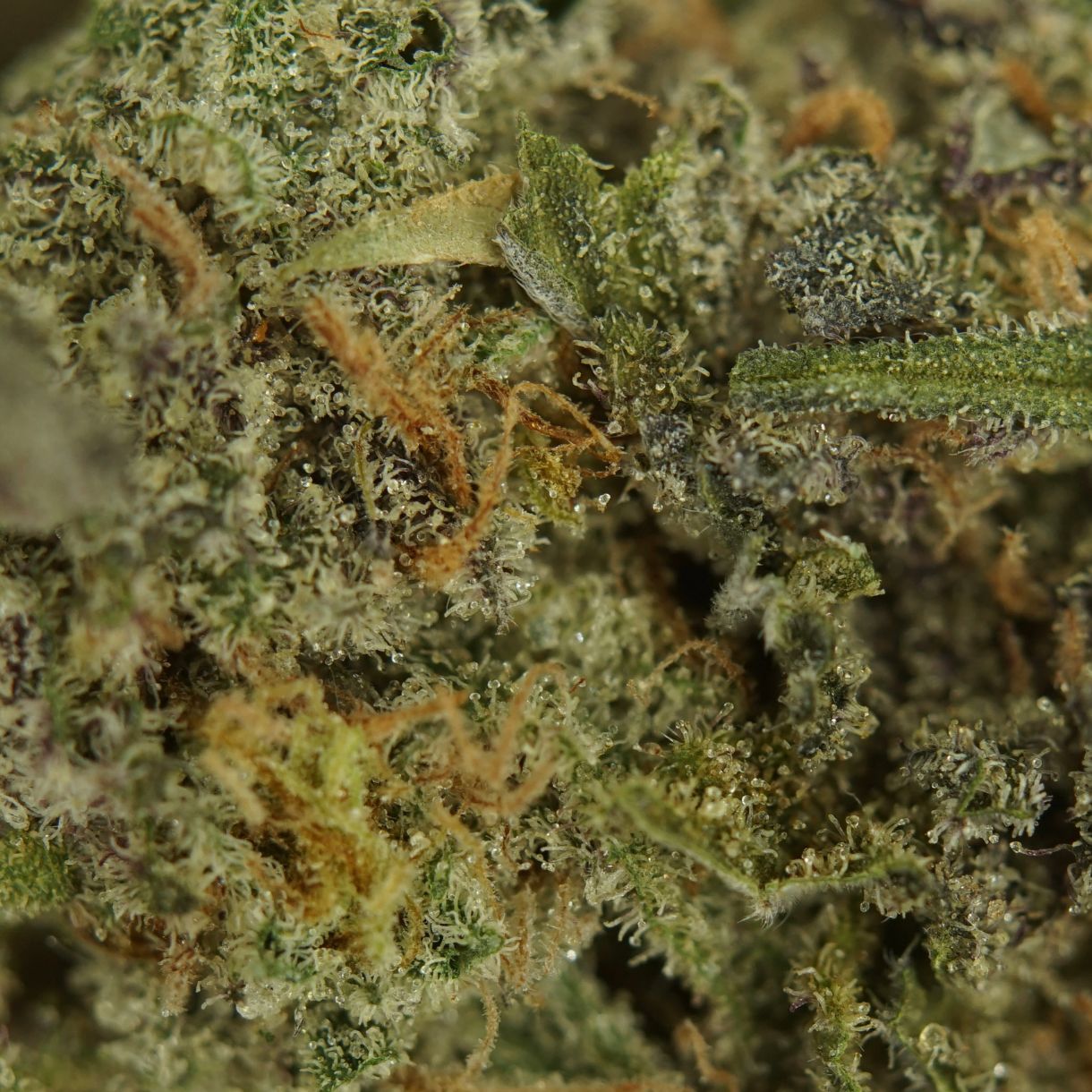 28gr - VANILLA FROSTING - INDICA - (AAA) - Image 2