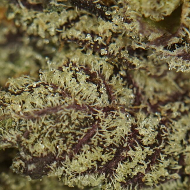 28gr - WHITE TRUFFLE - INDICA - (AAA) - Image 2