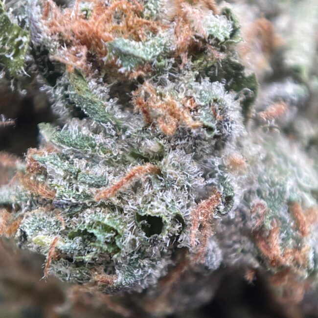 1/2p - PINK 2.0 (BULK) - INDICA - (AAA) - Image 2