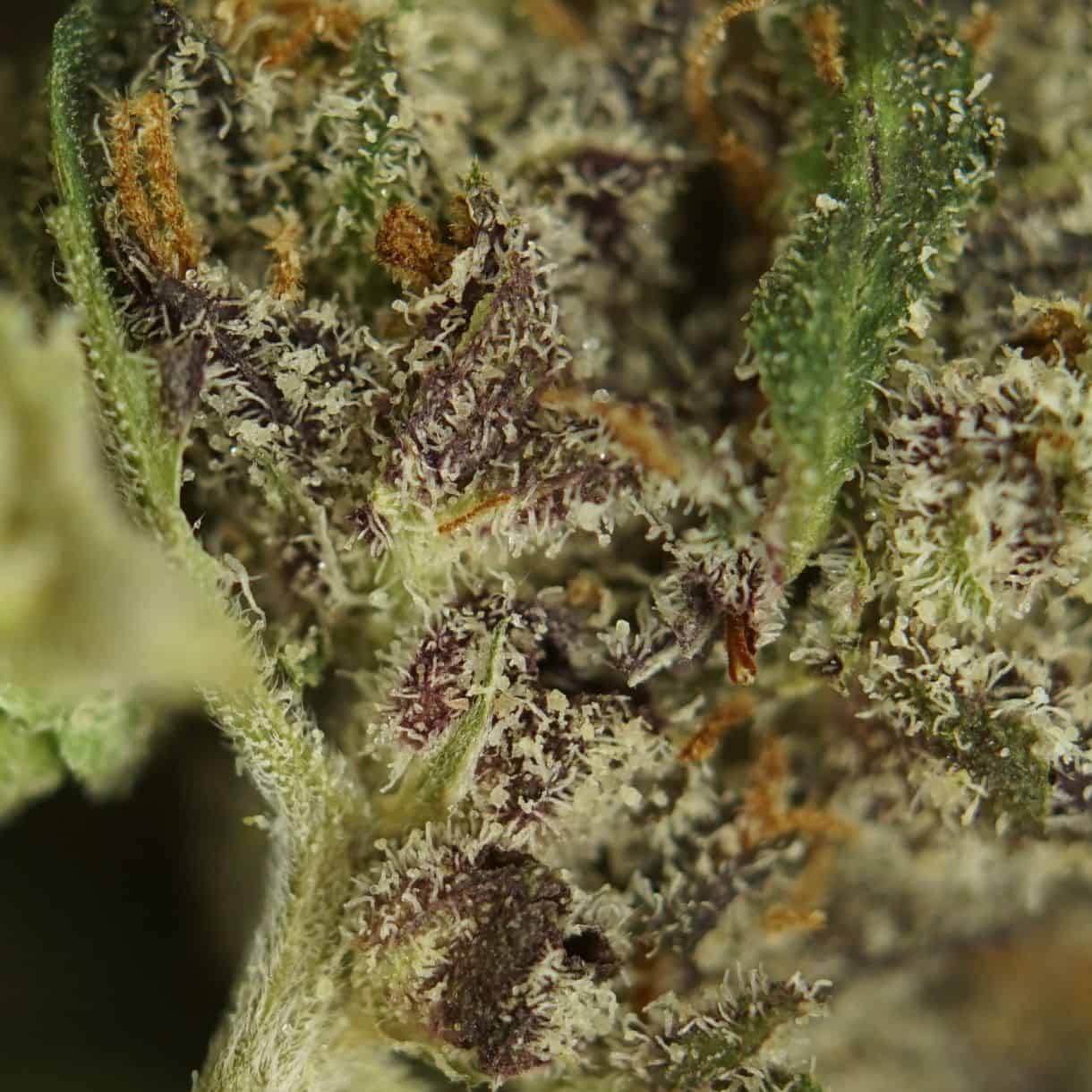 28gr - DONKEY TRUFFLE SMALLS - INDICA - (AAA) - Image 2