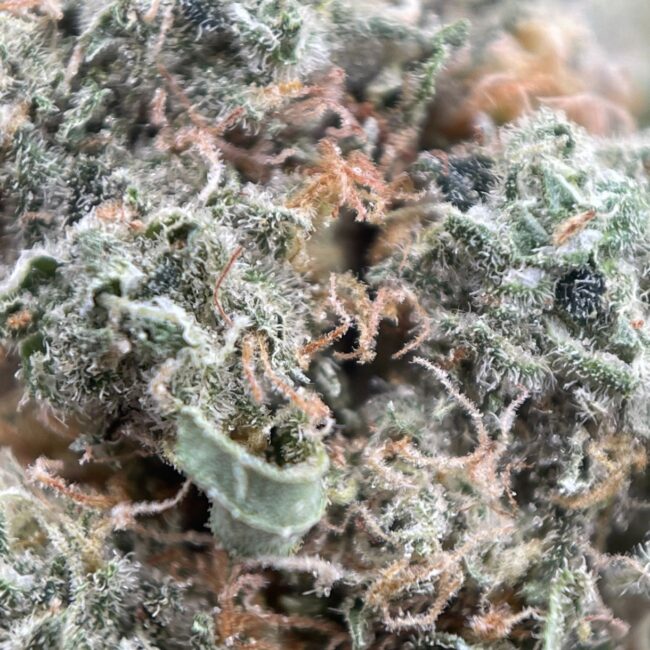 pp green 1