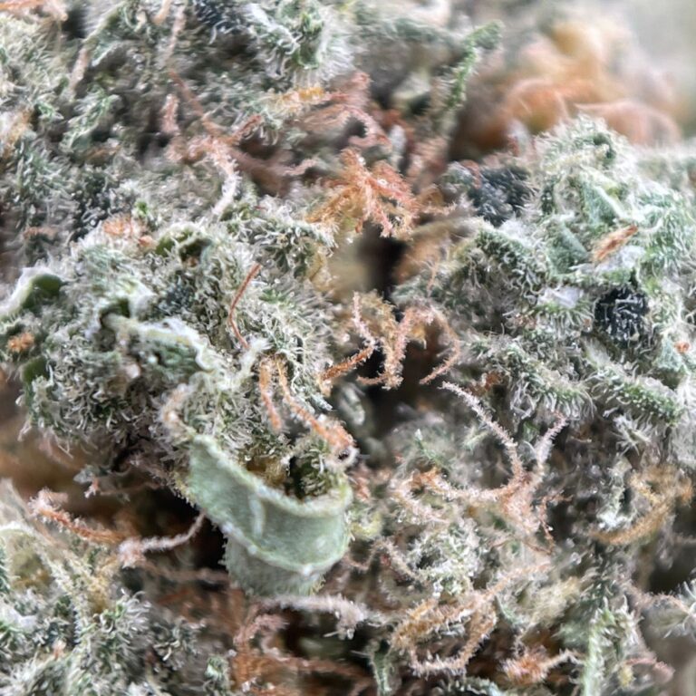 pp green 1
