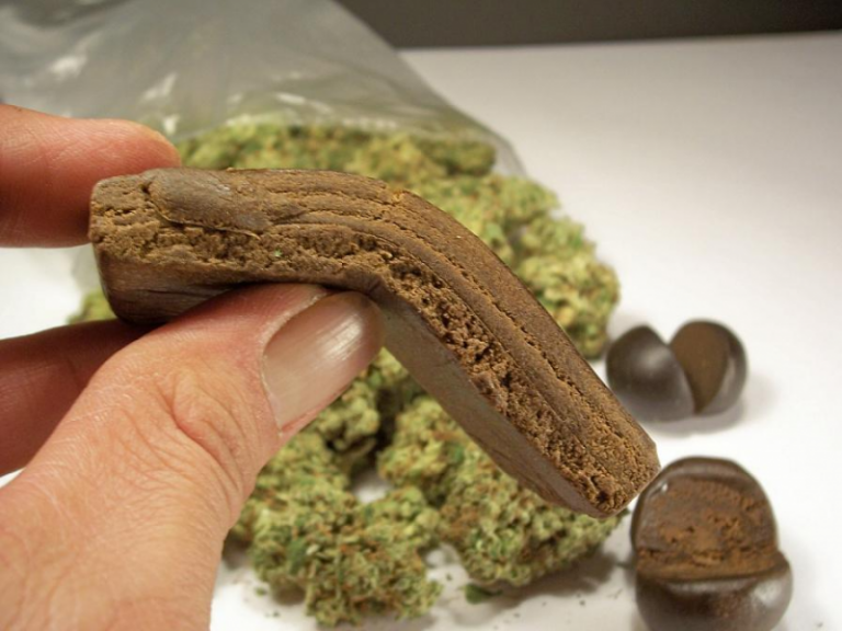A hand holding bendable brown hashish with cannabis buds and round hash pieces in the background.