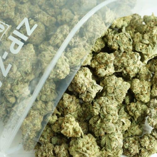 1/2p - WHERE'S MY BIKE (BULK) - SATIVA - (AAA)