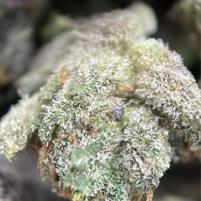 28gr - DEATH BUBBA (MICROS) - INDICA - (AAA) - Image 2