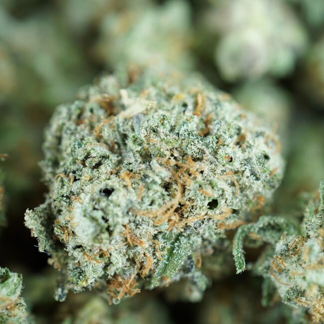 28gr - LEMON TART (MICROS) - SATIVA - (AAA) - Image 2