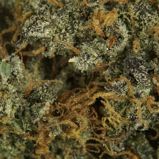 7gr - ANIMAL COOKIES - INDICA - (AAA) - Image 2