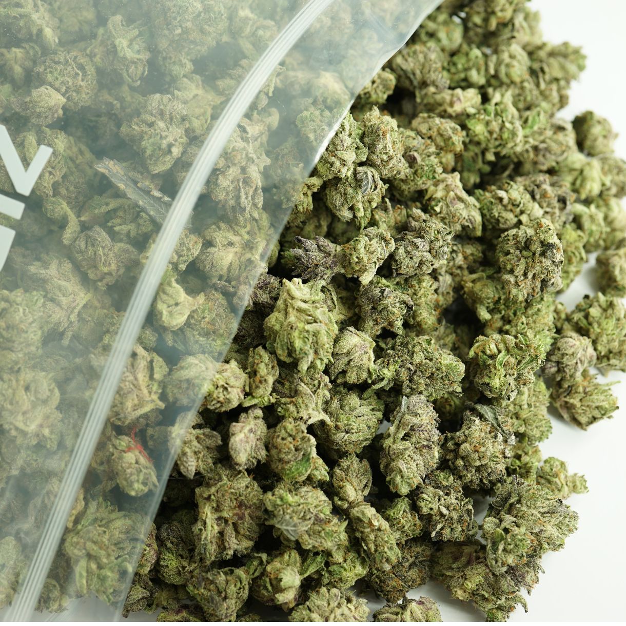 Lamb's Bread Shatter