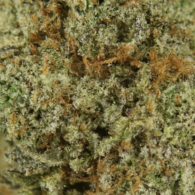 28gr - ANIMAL BERRY - BALANCED HYBRID - (AAA) - Image 2