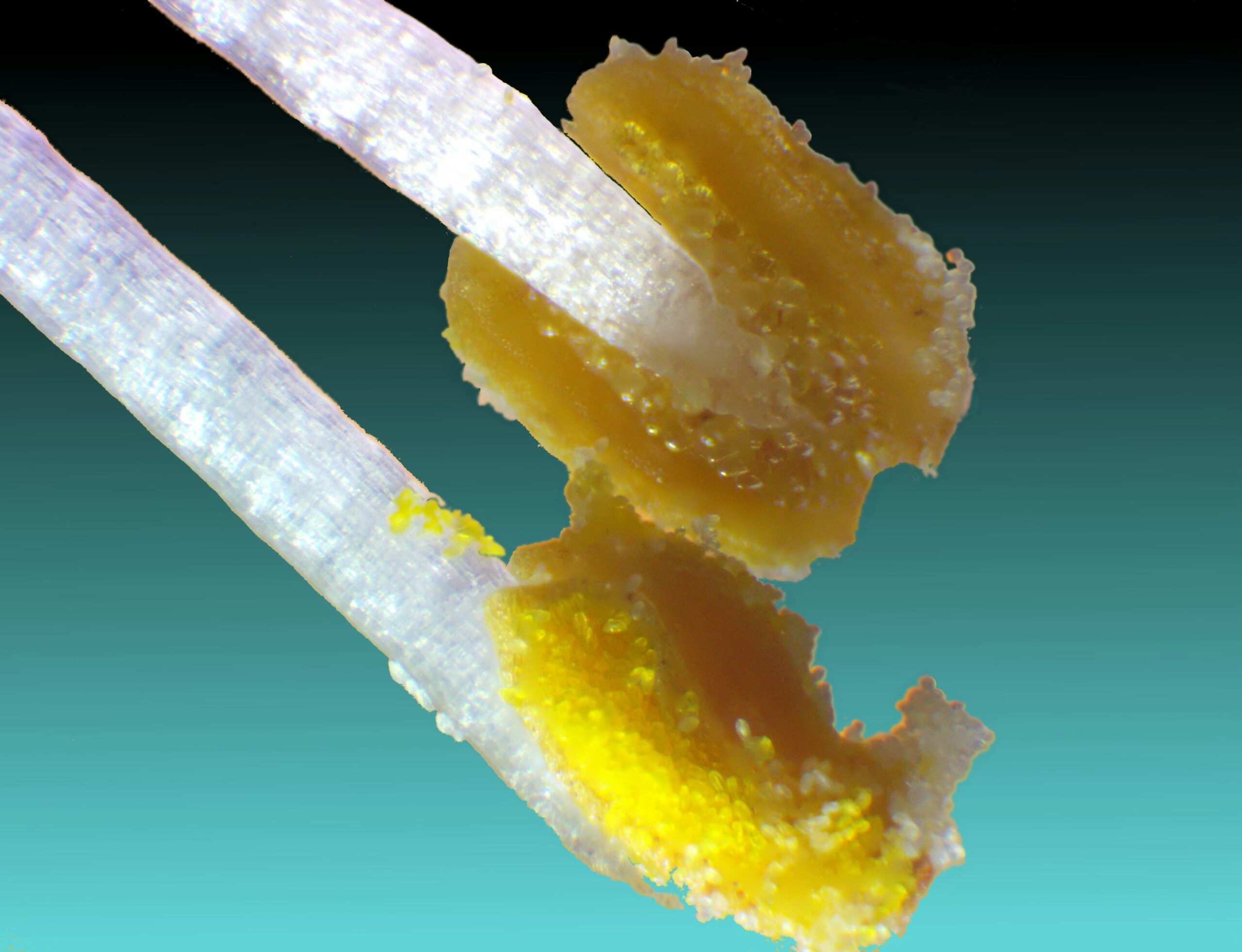 buy sugar wax in canada