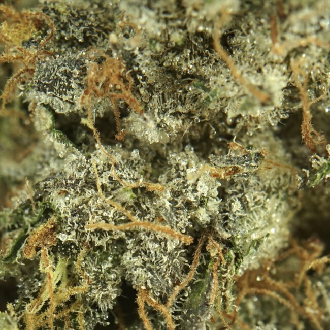 7gr - LA CONFIDENTIAL - INDICA - (AAAA) - Image 2