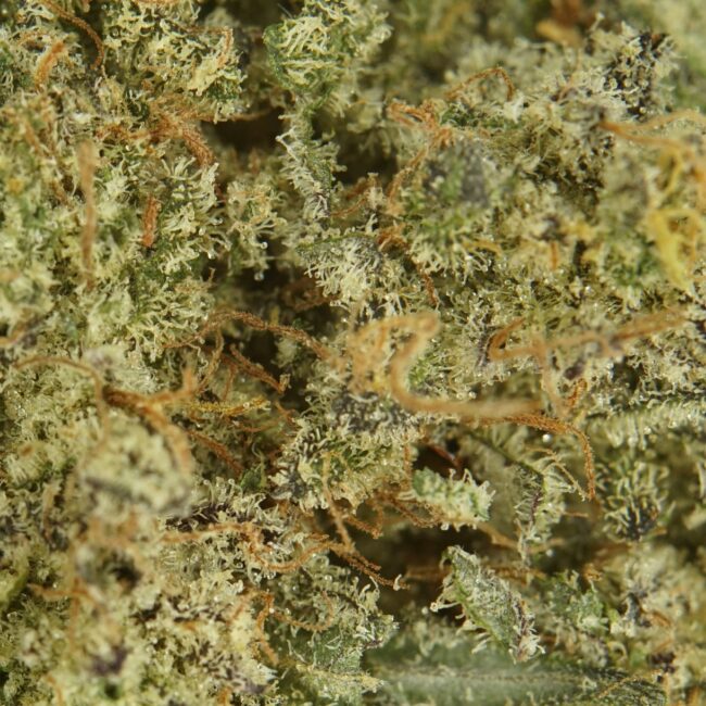 28gr - BLACKBERRY DREAM - SATIVA - (AAA) - Image 2