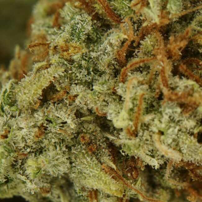 28gr - JEALOUSY - SATIVA - (AAA) - Image 2
