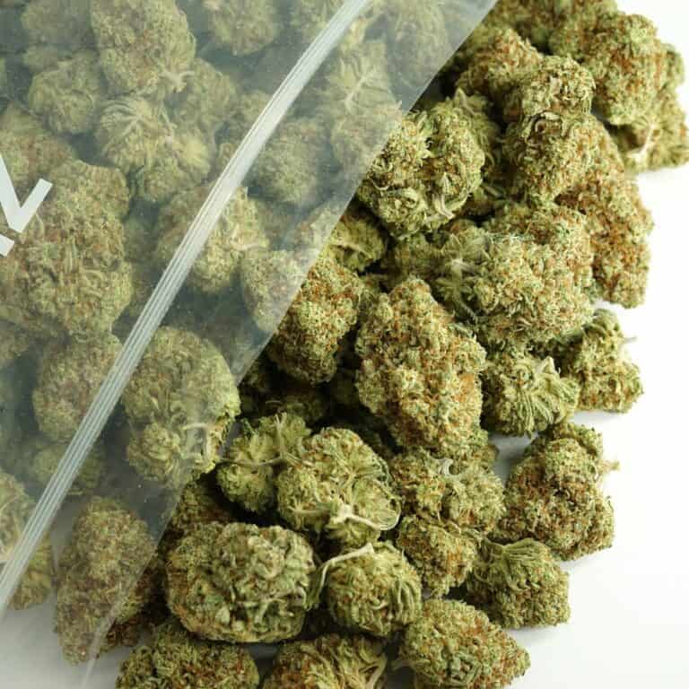 Gorilla Mac Bud